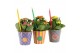 Arrangementen kamerplanten 31564: Love school arrangement 1 pp 