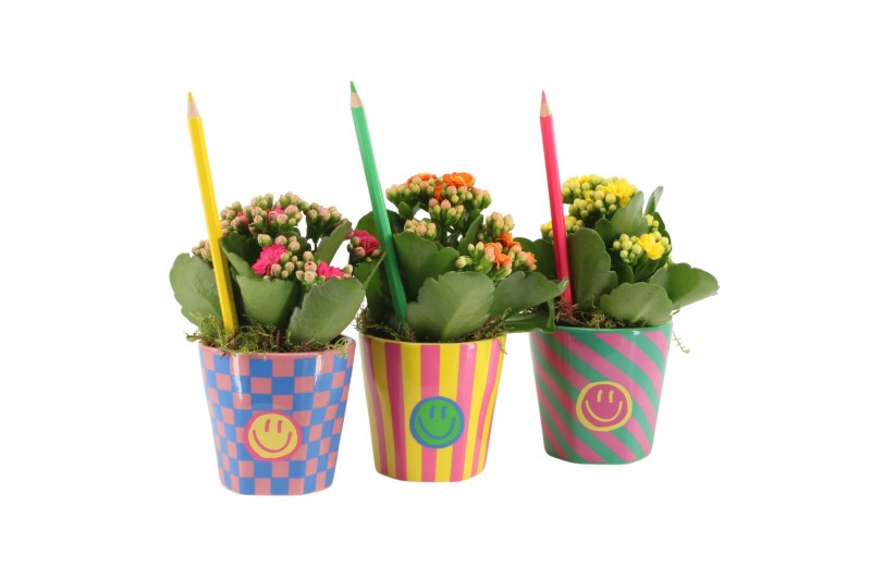 Arrangementen kamerplanten 31564: Love school arrangement 1 pp Arrangementen kamerplanten 31564: Love school arrangement 1 pp