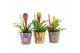 Arrangementen kamerplanten 31565: Love school arrangement 1 pp 