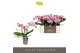 Phalaenopsis roze Tablo - Bellini - 3 tak 