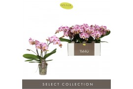 Phalaenopsis roze Tablo - Bellini - 3 tak