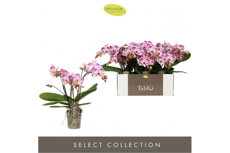 Phalaenopsis roze Tablo - Bellini - 3 tak 