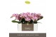 Phalaenopsis roze Tablo - Bellini - 3 tak 