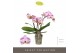Phalaenopsis roze Tablo - Bellini - 3 tak 