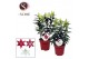 Lilium oriental Oriental Mix 17cm 