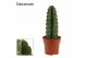 Cereus Cereus Jamacaru - Cuddly Cactus - Decorum 