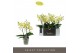 Phalaenopsis geel Tablo - Limoncello - 3 tak 