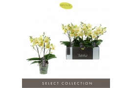 Phalaenopsis geel Tablo - Limoncello - 3 tak