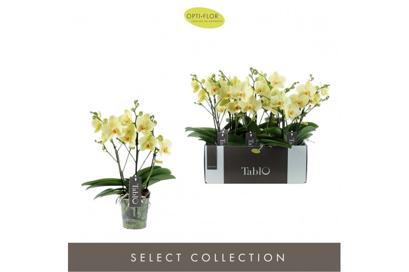 Phalaenopsis geel Tablo - Limoncello - 3 tak 