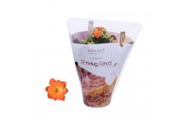 Kalanchoe rosalina oranje royale