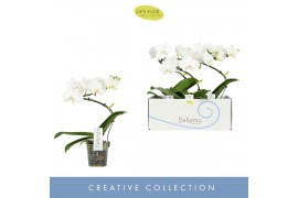 Phalaenopsis anthura madrid 1 tak