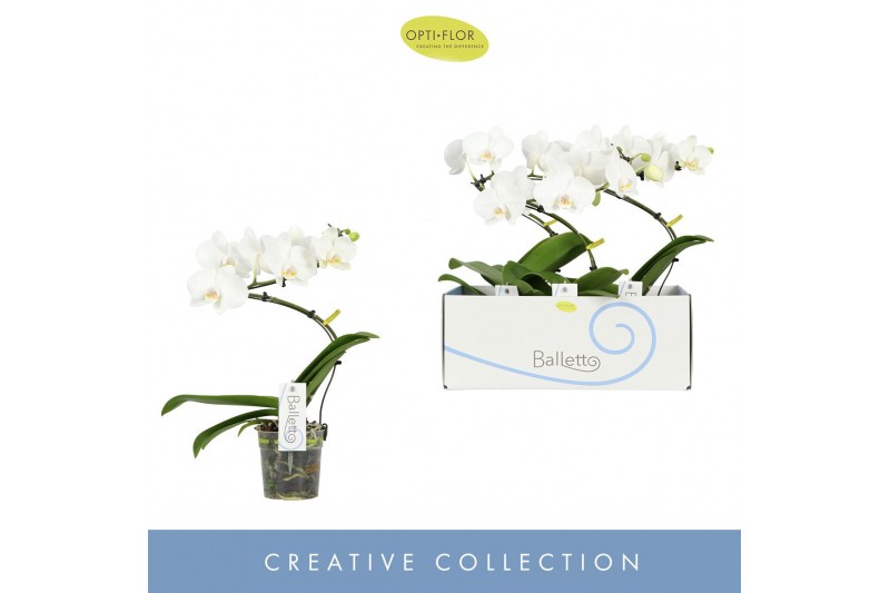 Phalaenopsis anthura madrid 1 tak 