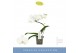 Phalaenopsis anthura madrid 1 tak 