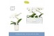 Phalaenopsis anthura madrid 1 tak wit molise aquo 