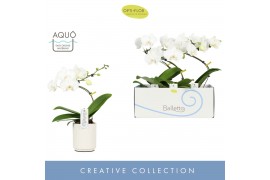 Phalaenopsis anthura madrid 1 tak wit molise aquo