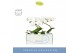 Phalaenopsis anthura madrid 1 tak wit molise aquo 