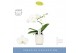 Phalaenopsis anthura madrid 1 tak wit molise aquo 