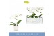 Phalaenopsis anthura madrid 1 tak in wit lazio 