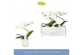 Phalaenopsis anthura madrid 1 tak in wit lazio