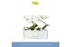 Phalaenopsis anthura madrid 1 tak in wit lazio 