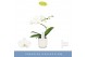 Phalaenopsis anthura madrid 1 tak in wit lazio 
