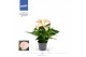 Anthurium andr. joli peach 