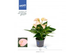 Anthurium andr. joli peach
