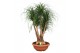 Beaucarnea recurvata vertakt decorum 