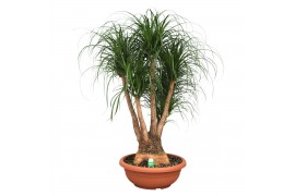 Beaucarnea recurvata vertakt decorum