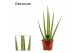 Sansevieria cylindrica Sansevieria Handshake 20 cm (Decorum) 