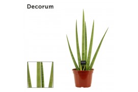 Sansevieria cylindrica Sansevieria Handshake 20 cm (Decorum)