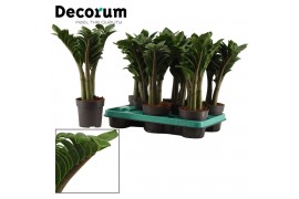 Zamioculcas zamiifolia zenzi Decorum