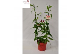 Gloriosa superba rothschildiana boog rood tst