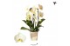 Phalaenopsis elegant cascade 2 tak niagara fall yellow kolibri orchids 