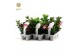 Mandevilla 6-Pack mix 