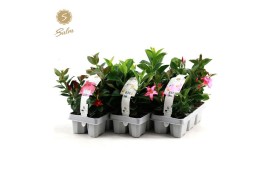 Mandevilla 6-Pack mix
