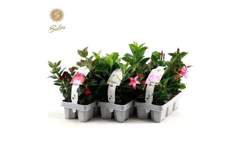 Mandevilla 6-Pack mix 