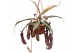 Nepenthes Rebecca monkey jars hangpot 
