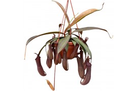 Nepenthes Rebecca monkey jars hangpot