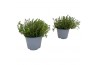 Thymus citriodorus
