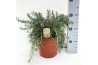 Rosmarinus prostratus