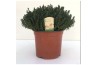 Thymus vulgaris faustini