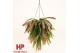 Pseudorhipsalis ramulosa red coral hp 