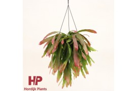 Pseudorhipsalis ramulosa red coral hp