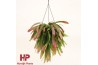 Pseudorhipsalis ramulosa red coral hp