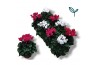 Cyclamen pers. super serie compact roze / wit mix