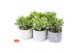 Crassula mix in toledo keramiek 