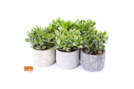 Crassula mix in toledo keramiek