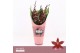 Burrageara barrocco red 5/6-spike Compact Orchid Collection Potcover 