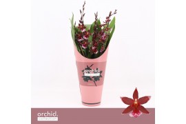 Burrageara barrocco red 5/6-spike Compact Orchid Collection Potcover